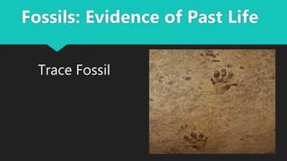 Trace Fossil
Fossils: Evidence of Past Life
 
