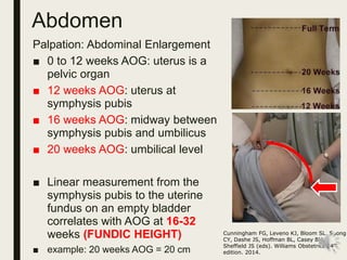 Aog Example History and Physical Examination in an Obstatric Patient.pdf.pdf