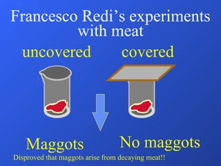 Francesco Redi’s experiments with meat uncovered covered Maggots No maggots Disproved that maggots arise from decaying meat!! 