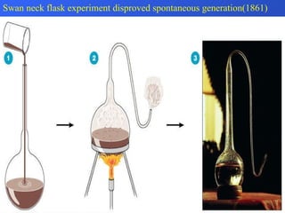 Swan neck flask experiment disproved spontaneous generation(1861) 