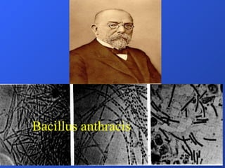 Bacillus anthracis 