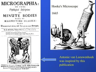 Hooke's Microscope 1665 Antonie van Leeuwenhoek was inspired by this publication 