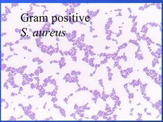Gram positive S. aureus 
