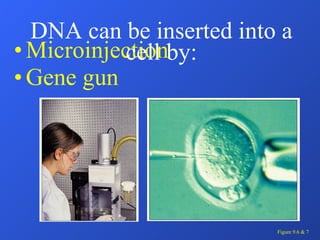 Microinjection Gene gun DNA can be inserted into a cell by: Figure 9.6 & 7 