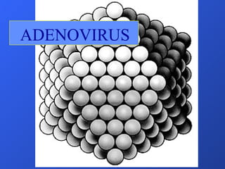 ADENOVIRUS 