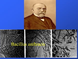 Bacillus anthracis
 