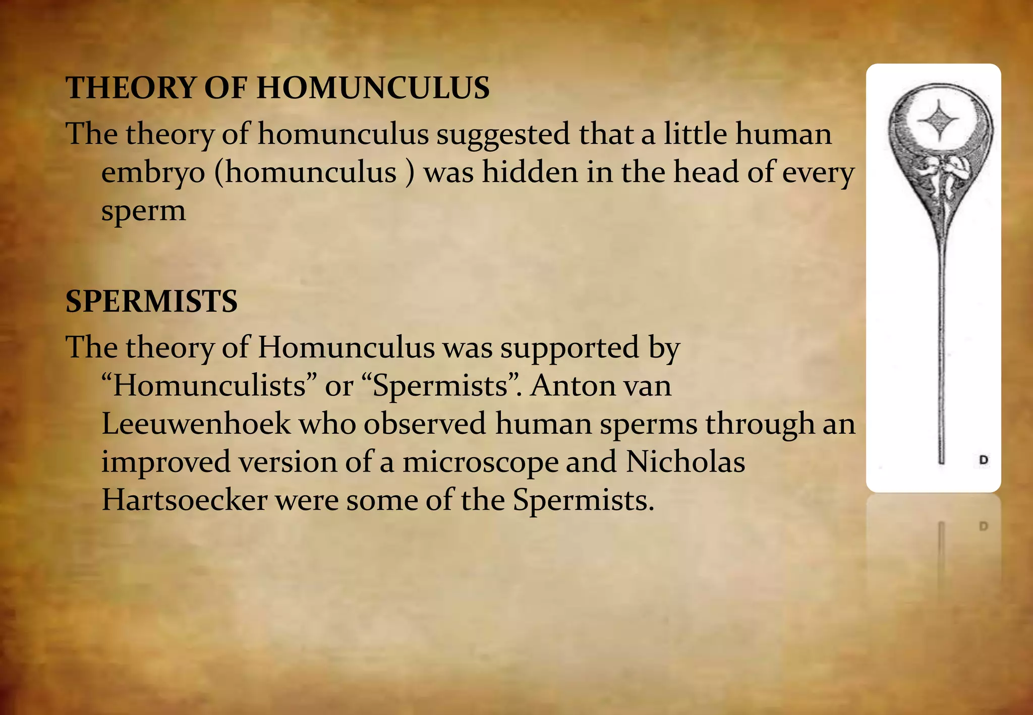 THEORY OF HOMUNCULUS
The theory of homunculus suggested that a little human
embryo (homunculus ) was hidden in the head of every
sperm
SPERMISTS
The theory of Homunculus was supported by
“Homunculists” or “Spermists”. Anton van
Leeuwenhoek who observed human sperms through an
improved version of a microscope and Nicholas
Hartsoecker were some of the Spermists.
 