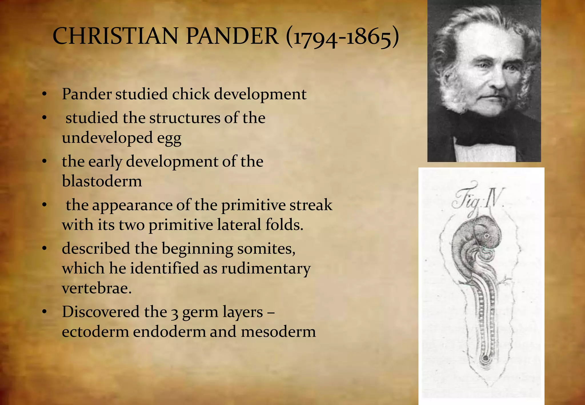 CHRISTIAN PANDER (1794-1865)
• Pander studied chick development
• studied the structures of the
undeveloped egg
• the early development of the
blastoderm
• the appearance of the primitive streak
with its two primitive lateral folds.
• described the beginning somites,
which he identified as rudimentary
vertebrae.
• Discovered the 3 germ layers –
ectoderm endoderm and mesoderm
 