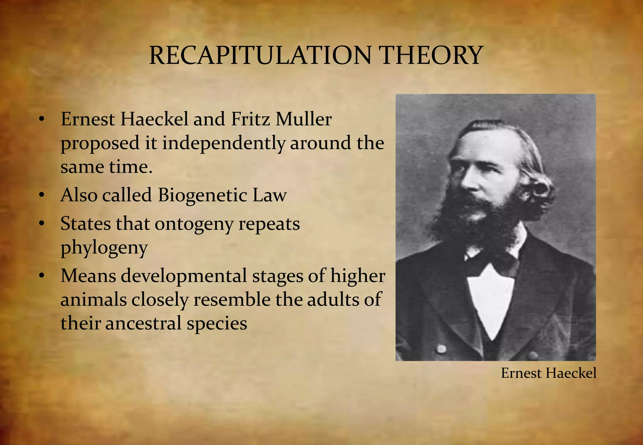 RECAPITULATION THEORY
• Ernest Haeckel and Fritz Muller
proposed it independently around the
same time.
• Also called Biogenetic Law
• States that ontogeny repeats
phylogeny
• Means developmental stages of higher
animals closely resemble the adults of
their ancestral species
Ernest Haeckel
 