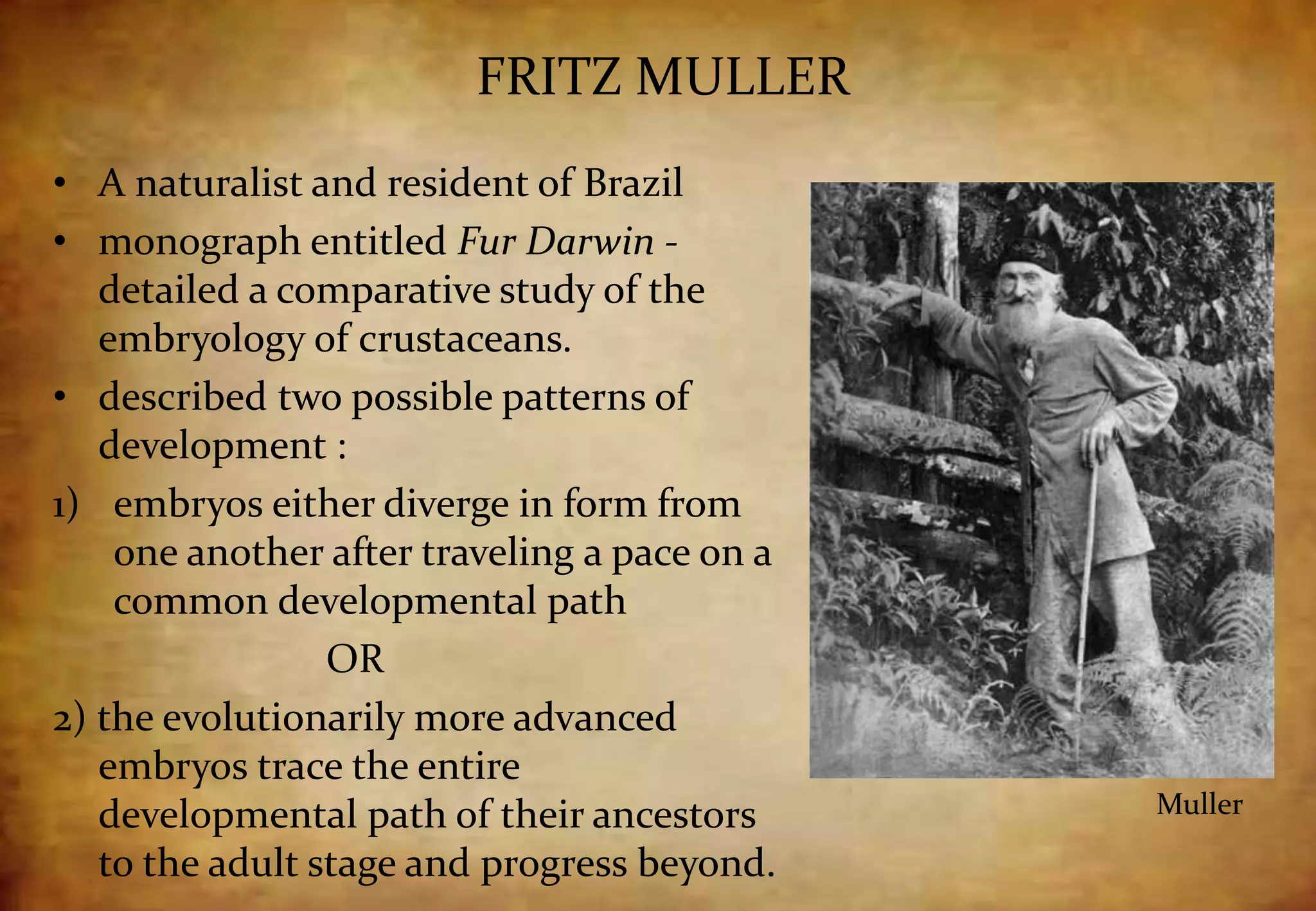 FRITZ MULLER
• A naturalist and resident of Brazil
• monograph entitled Fur Darwin -
detailed a comparative study of the
embryology of crustaceans.
• described two possible patterns of
development :
1) embryos either diverge in form from
one another after traveling a pace on a
common developmental path
OR
2) the evolutionarily more advanced
embryos trace the entire
developmental path of their ancestors
to the adult stage and progress beyond.
Muller
 