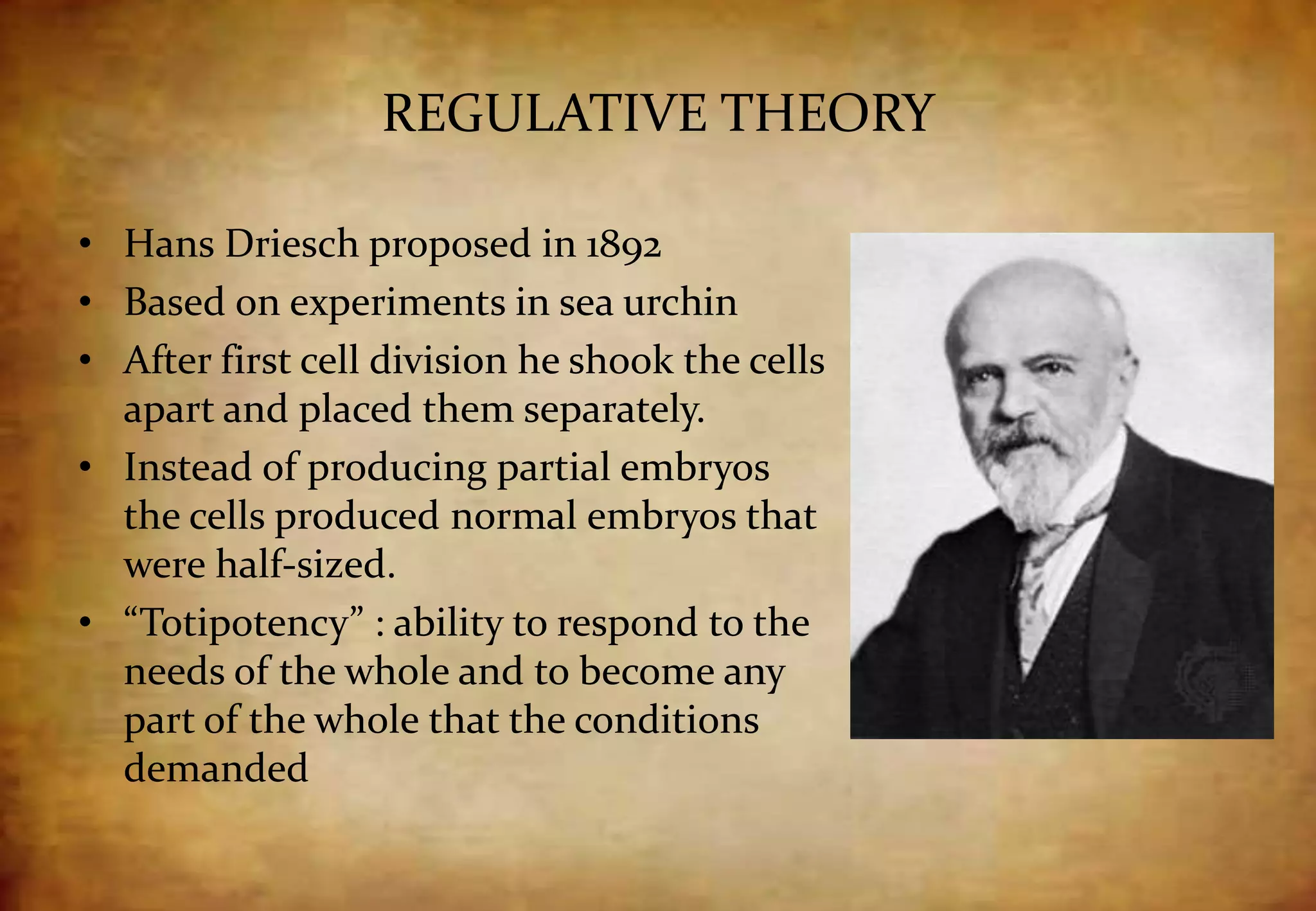 REGULATIVE THEORY
• Hans Driesch proposed in 1892
• Based on experiments in sea urchin
• After first cell division he shook the cells
apart and placed them separately.
• Instead of producing partial embryos
the cells produced normal embryos that
were half-sized.
• “Totipotency” : ability to respond to the
needs of the whole and to become any
part of the whole that the conditions
demanded
 