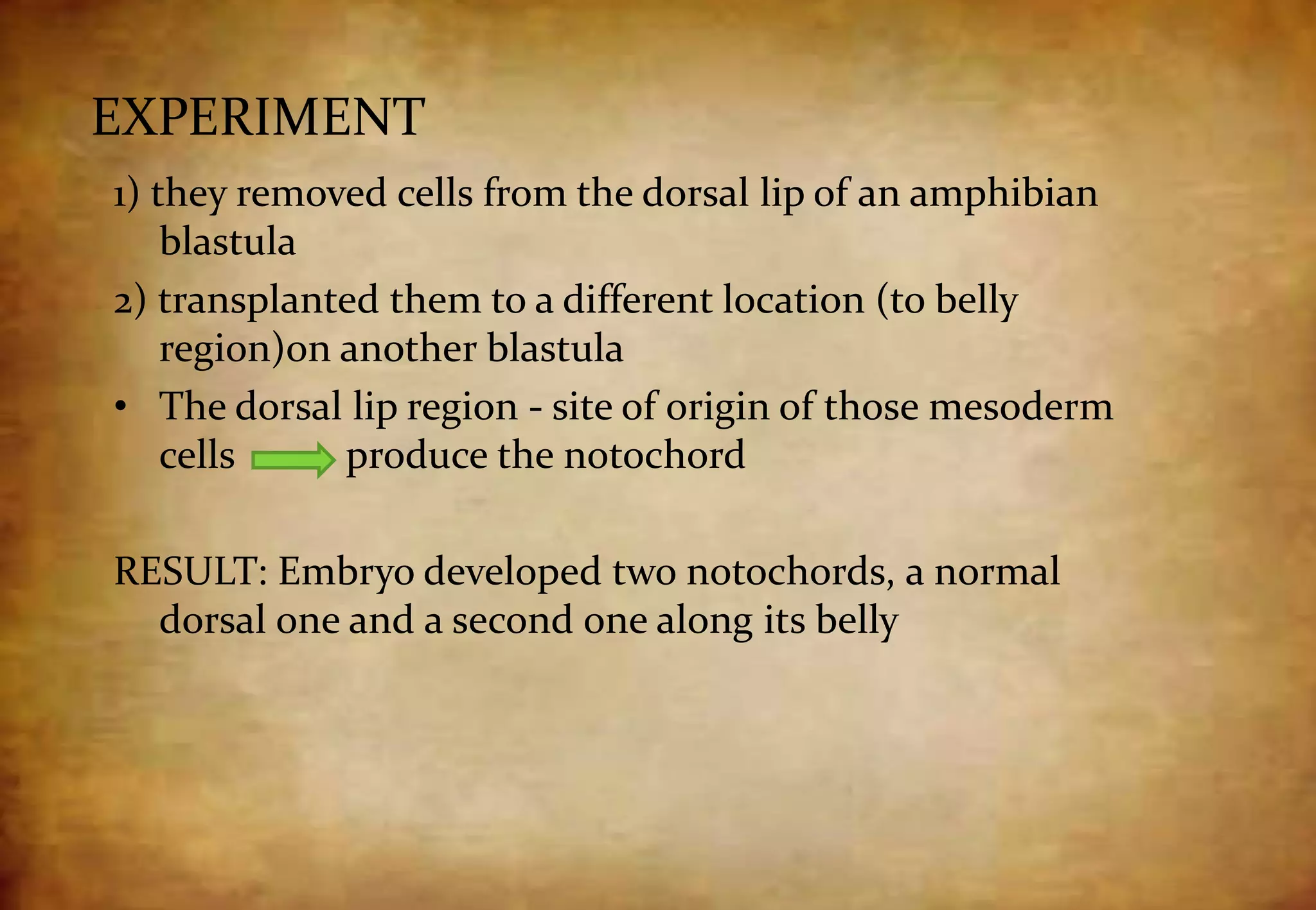 EXPERIMENT
1) they removed cells from the dorsal lip of an amphibian
blastula
2) transplanted them to a different location (to belly
region)on another blastula
• The dorsal lip region - site of origin of those mesoderm
cells produce the notochord
RESULT: Embryo developed two notochords, a normal
dorsal one and a second one along its belly
 