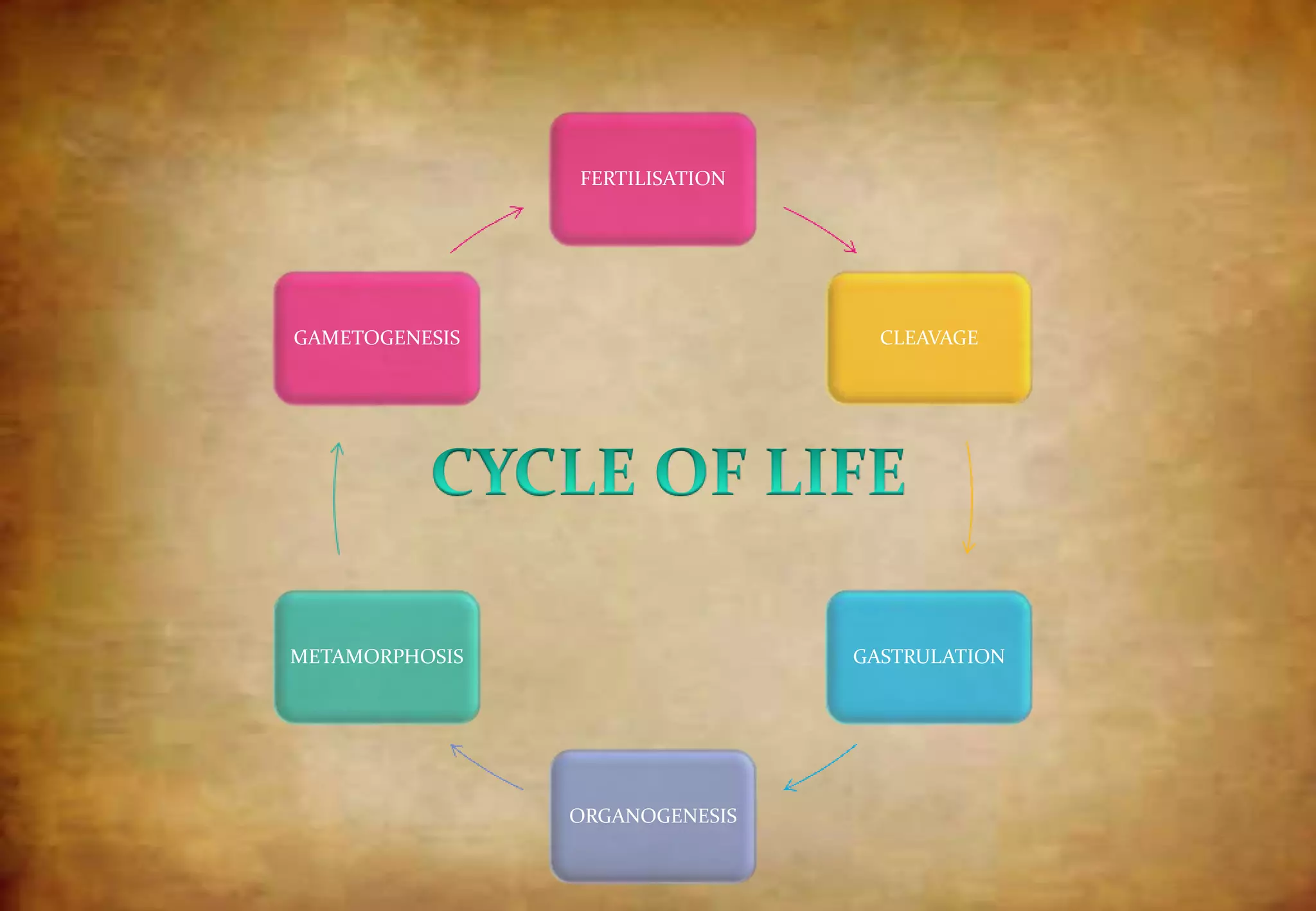 FERTILISATION
CLEAVAGE
GASTRULATION
ORGANOGENESIS
METAMORPHOSIS
GAMETOGENESIS
 