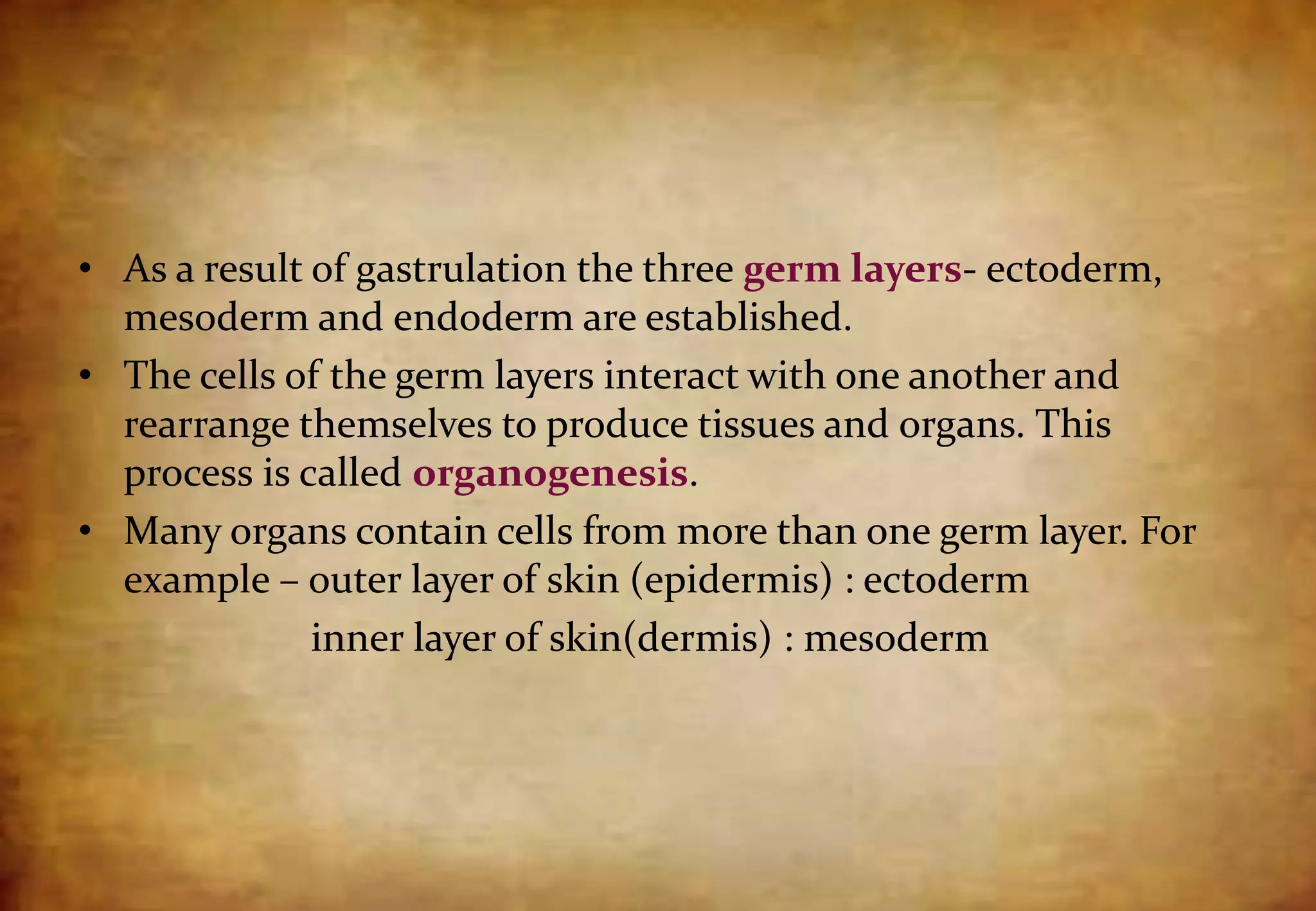 • As a result of gastrulation the three germ layers- ectoderm,
mesoderm and endoderm are established.
• The cells of the germ layers interact with one another and
rearrange themselves to produce tissues and organs. This
process is called organogenesis.
• Many organs contain cells from more than one germ layer. For
example – outer layer of skin (epidermis) : ectoderm
inner layer of skin(dermis) : mesoderm
 