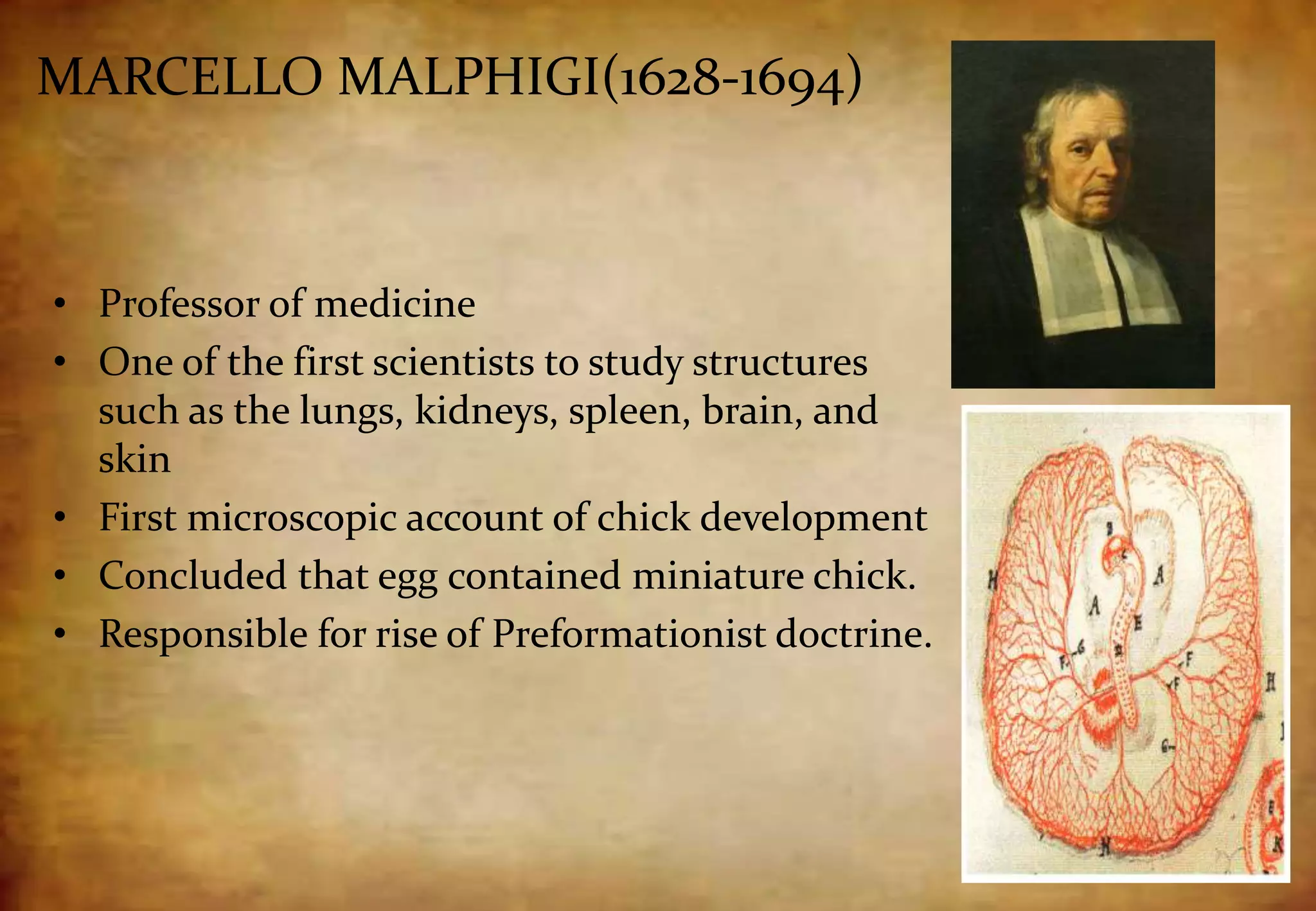 MARCELLO MALPHIGI(1628-1694)
• Professor of medicine
• One of the first scientists to study structures
such as the lungs, kidneys, spleen, brain, and
skin
• First microscopic account of chick development
• Concluded that egg contained miniature chick.
• Responsible for rise of Preformationist doctrine.
 