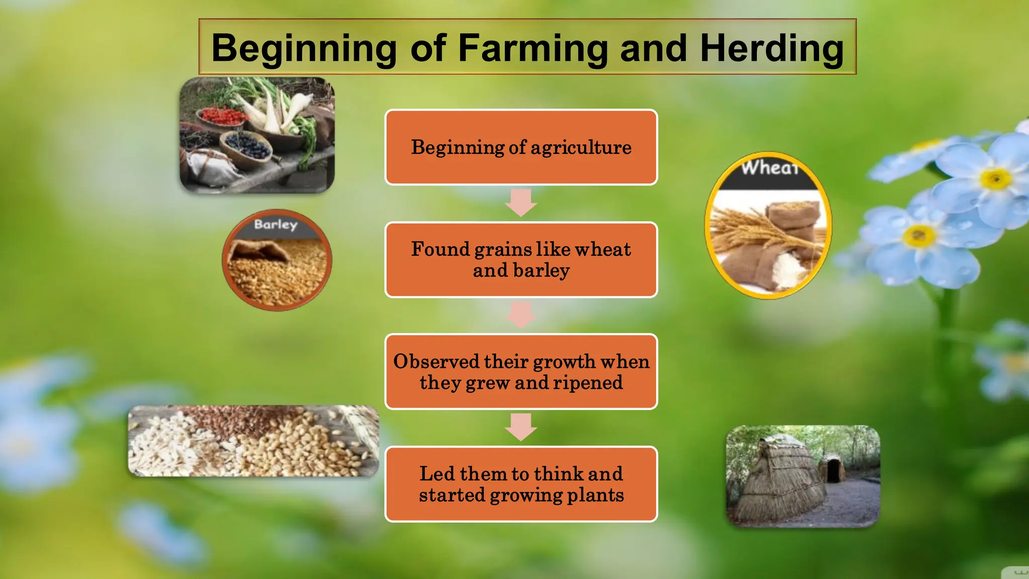 Beginning of Farming and Herding
Beginning of agriculture
Found grains like wheat
and barley
Observed their growth when
they grew and ripened
Led them to think and
started growing plants
 