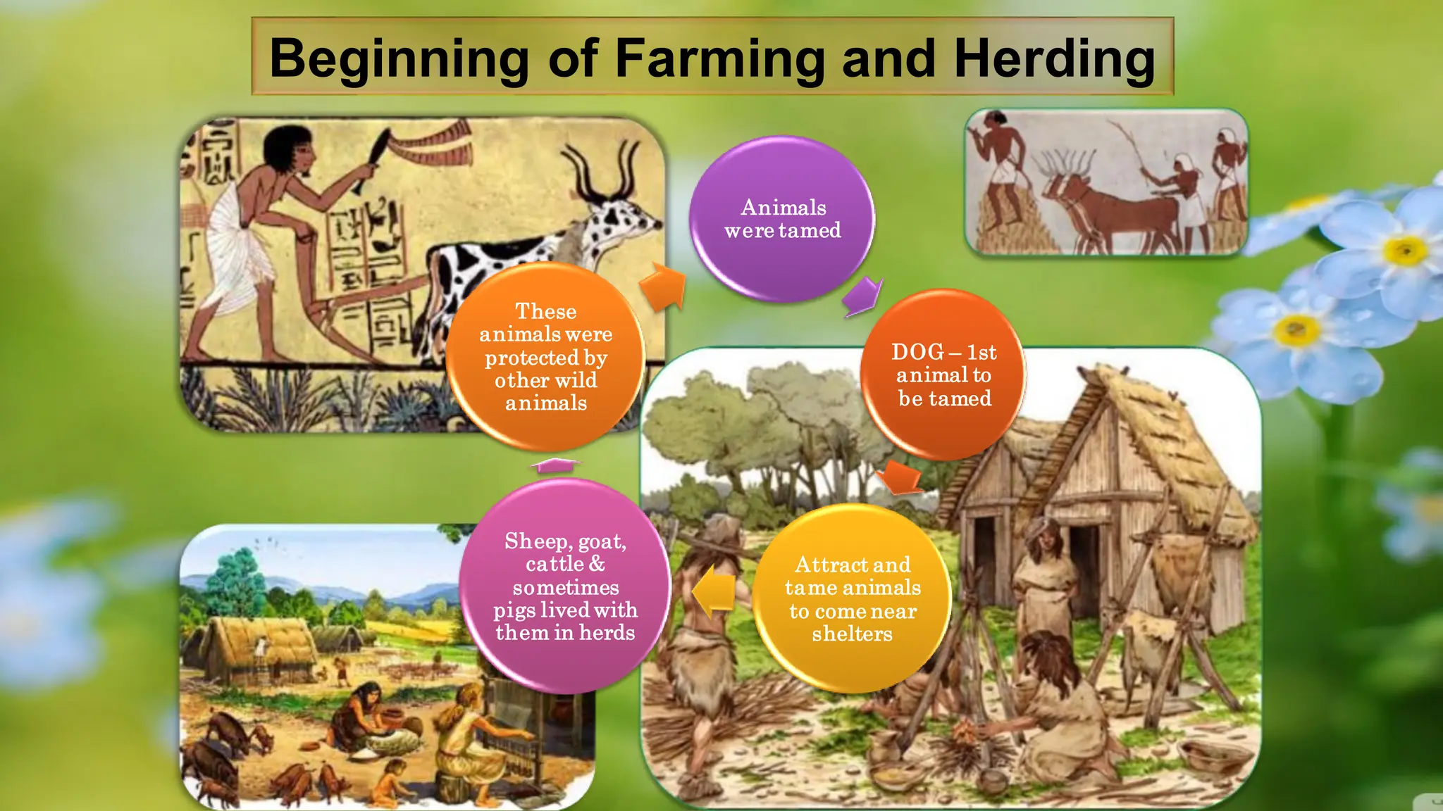 Animals
were tamed
DOG – 1st
animal to
be tamed
Attract and
tame animals
to come near
shelters
Sheep, goat,
cattle &
sometimes
pigs lived with
them in herds
These
animals were
protected by
other wild
animals
Beginning of Farming and Herding
 