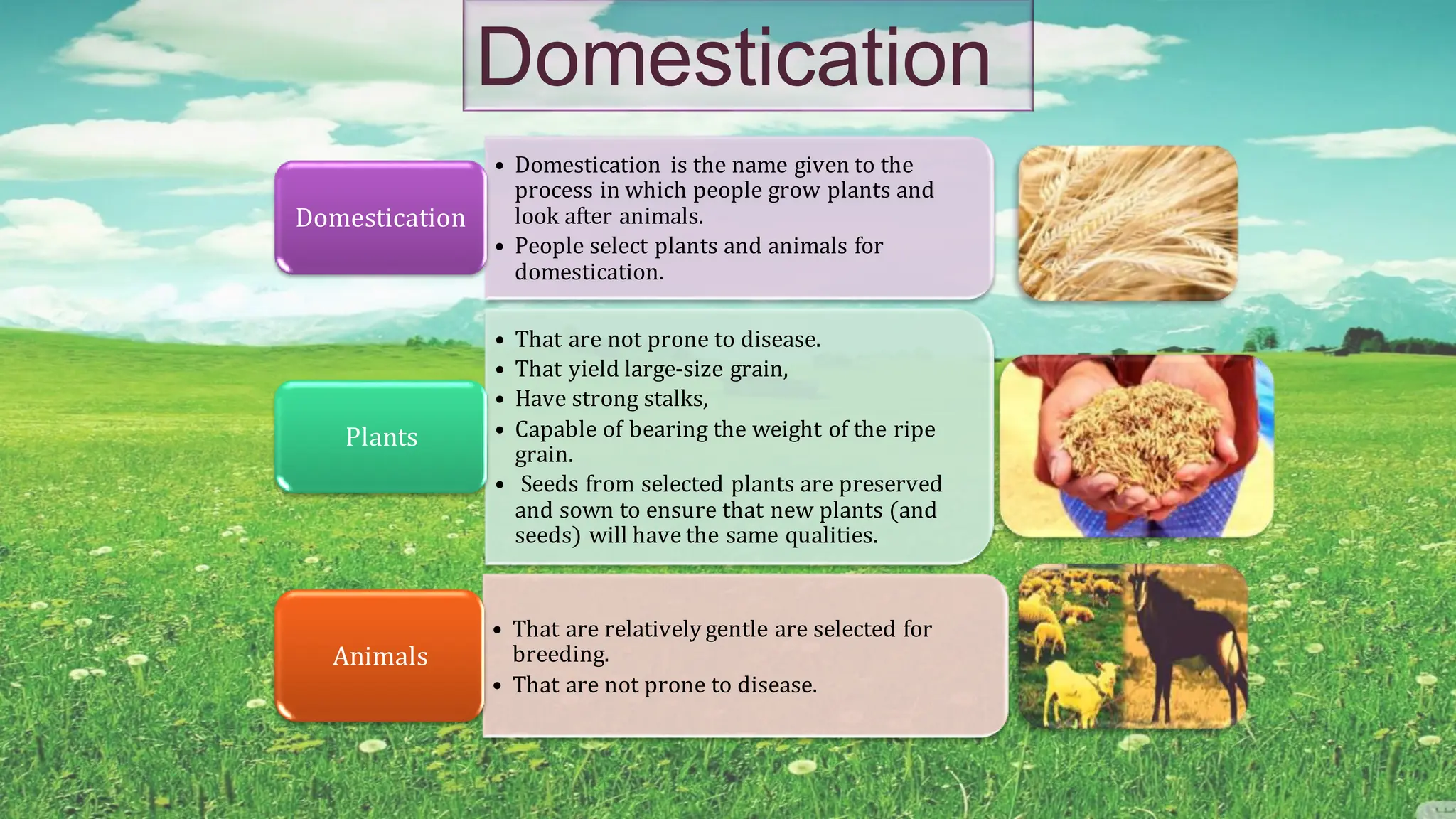 • Domestication is the name given to the
process in which people grow plants and
look after animals.
• People select plants and animals for
domestication.
Domestication
• That are not prone to disease.
• That yield large-size grain,
• Have strong stalks,
• Capable of bearing the weight of the ripe
grain.
• Seeds from selected plants are preserved
and sown to ensure that new plants (and
seeds) will have the same qualities.
Plants
• That are relatively gentle are selected for
breeding.
• That are not prone to disease.
Animals
Domestication
 