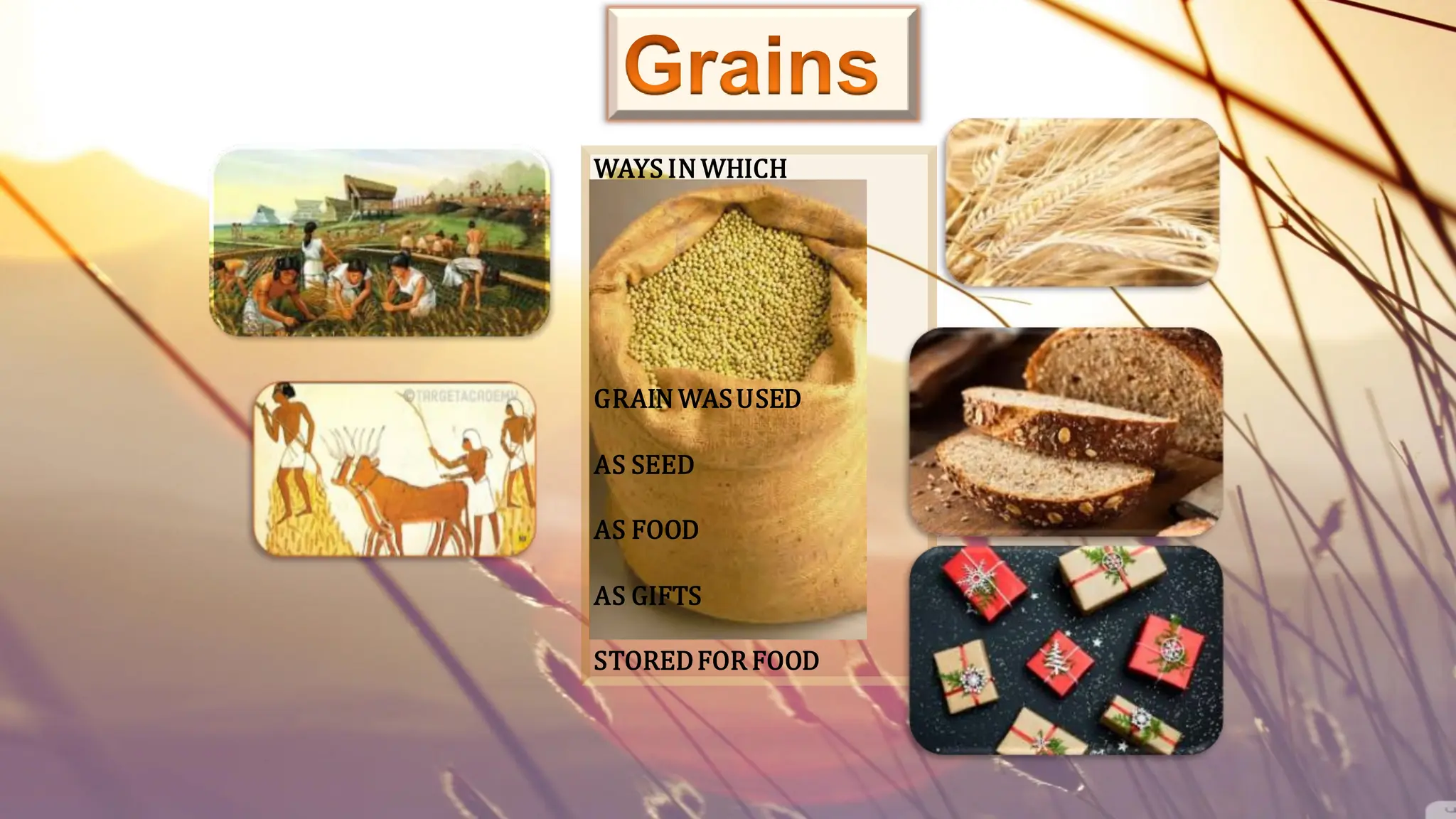 WAYS IN WHICH
GRAIN WASUSED
AS SEED
AS FOOD
AS GIFTS
STOREDFOR FOOD
Grains
 