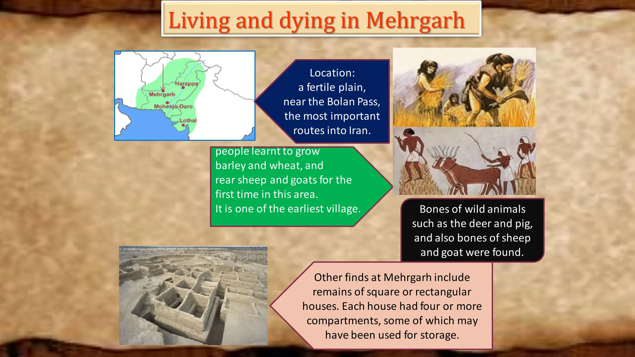 Living and dying in Mehrgarh
Location:
a fertile plain,
near the Bolan Pass,
the most important
routes into Iran.
people learnt to grow
barley and wheat, and
rear sheep and goats for the
first time in this area.
It is one of the earliest village. Bones of wild animals
such as the deer and pig,
and also bones of sheep
and goat were found.
Other finds at Mehrgarh include
remains of square or rectangular
houses. Each house had four or more
compartments, some of which may
have been used for storage.
 