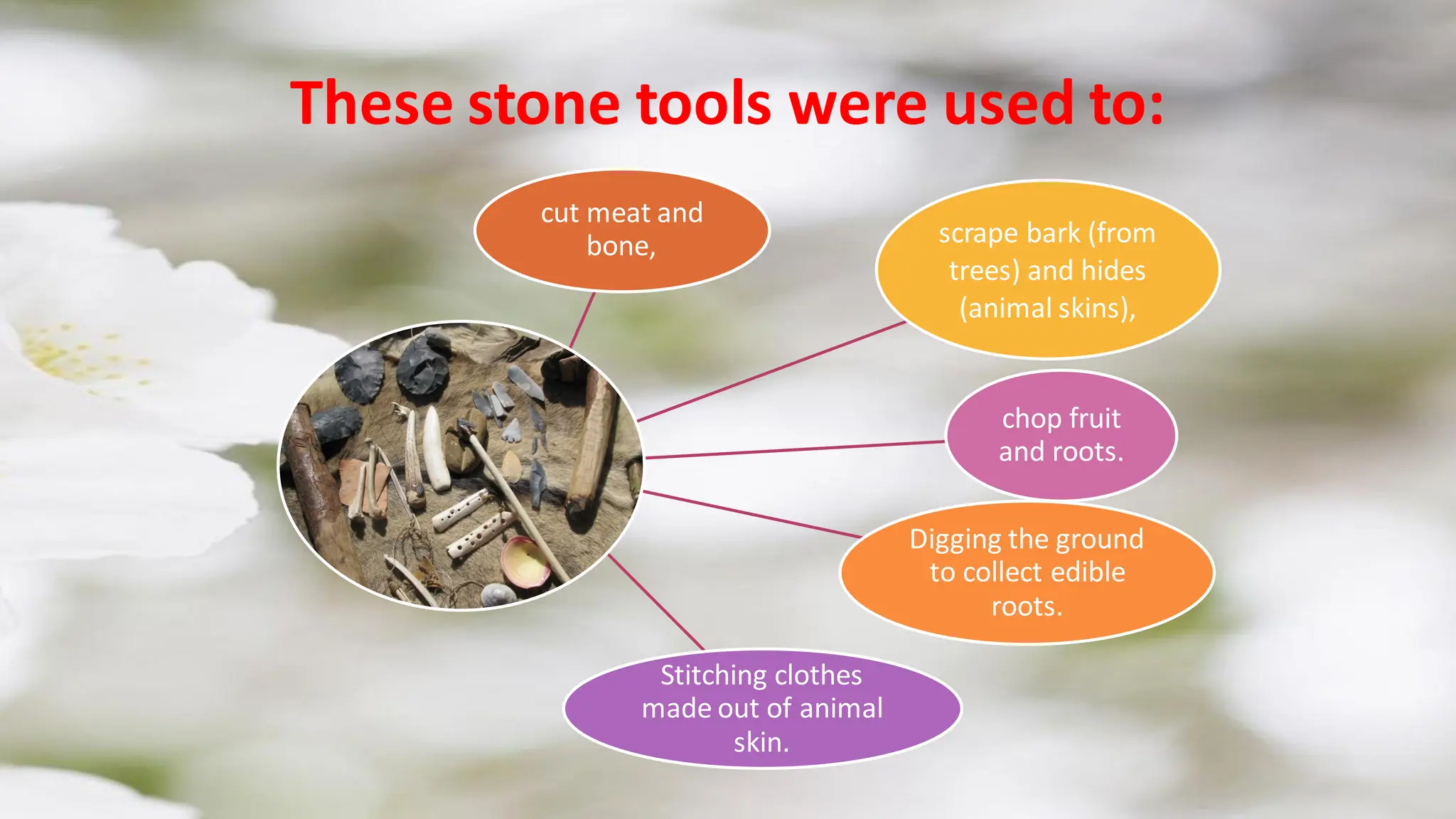cut meat and
bone, scrape bark (from
trees) and hides
(animal skins),
chop fruit
and roots.
Digging the ground
to collect edible
roots.
Stitching clothes
made out of animal
skin.
These stone tools were used to:
 