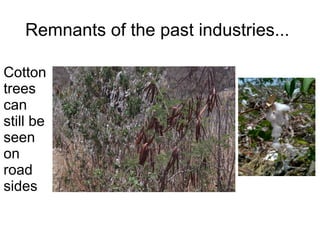 Remnants of the past industries...
Cotton
trees
can
still be
seen
on
road
sides
 