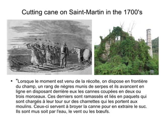 ● "Lorsque le moment est venu de la récolte, on dispose en frontière
du champ, un rang de nègres munis de serpes et ils avancent en
ligne en disposant derrière eux les cannes coupées en deux ou
trois morceaux. Ces derniers sont ramassés et liés en paquets qui
sont chargés à leur tour sur des charrettes qui les portent aux
moulins. Ceux-ci servent à broyer la canne pour en extraire le suc.
Ils sont mus soit par l'eau, le vent ou les bœufs.
Cutting cane on Saint-Martin in the 1700's
 
