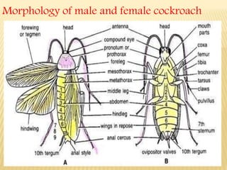 History , features and effects of cockroach on human beings | PPTX