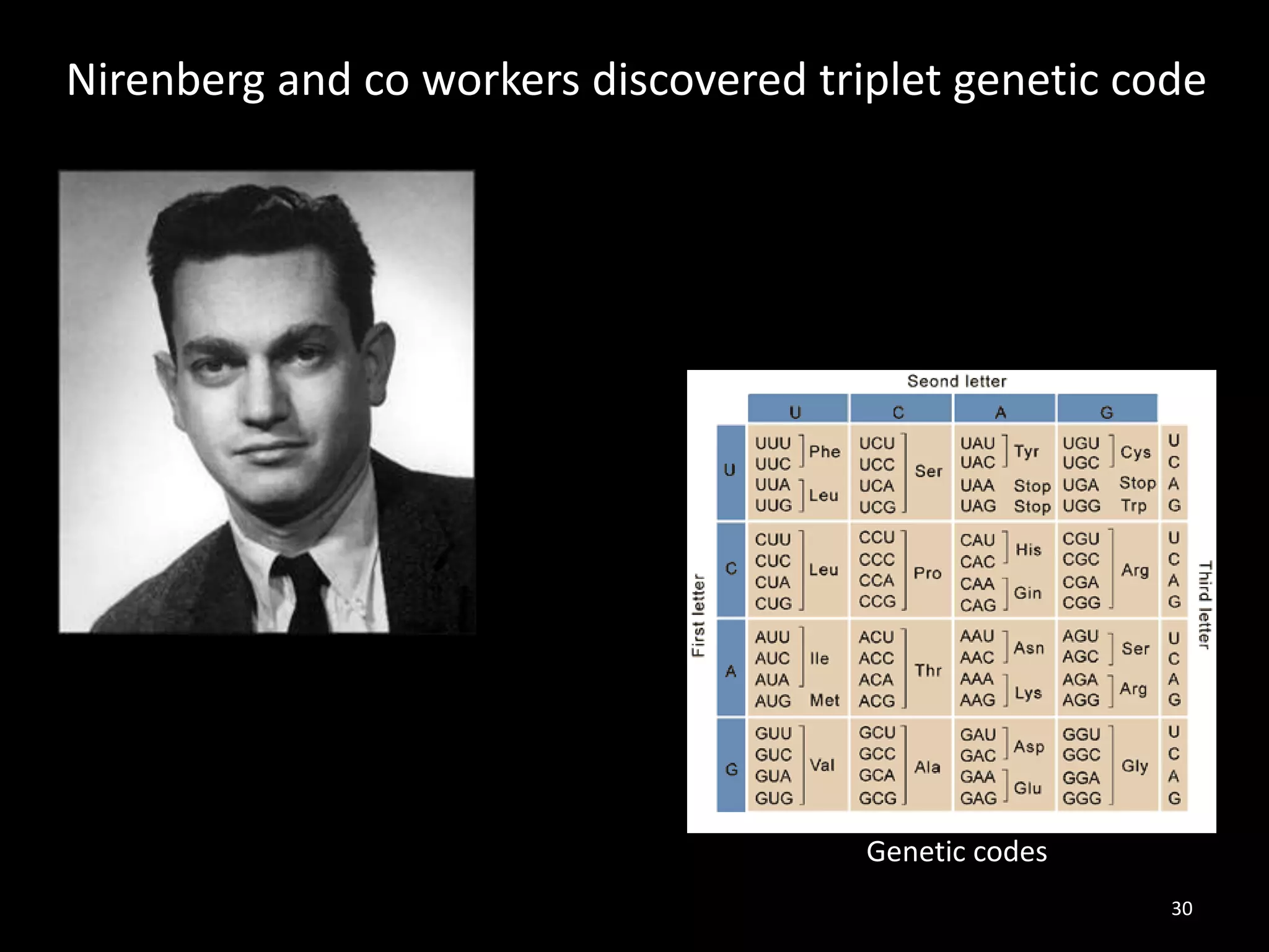 30
Nirenberg and co workers discovered triplet genetic code
Genetic codes
 