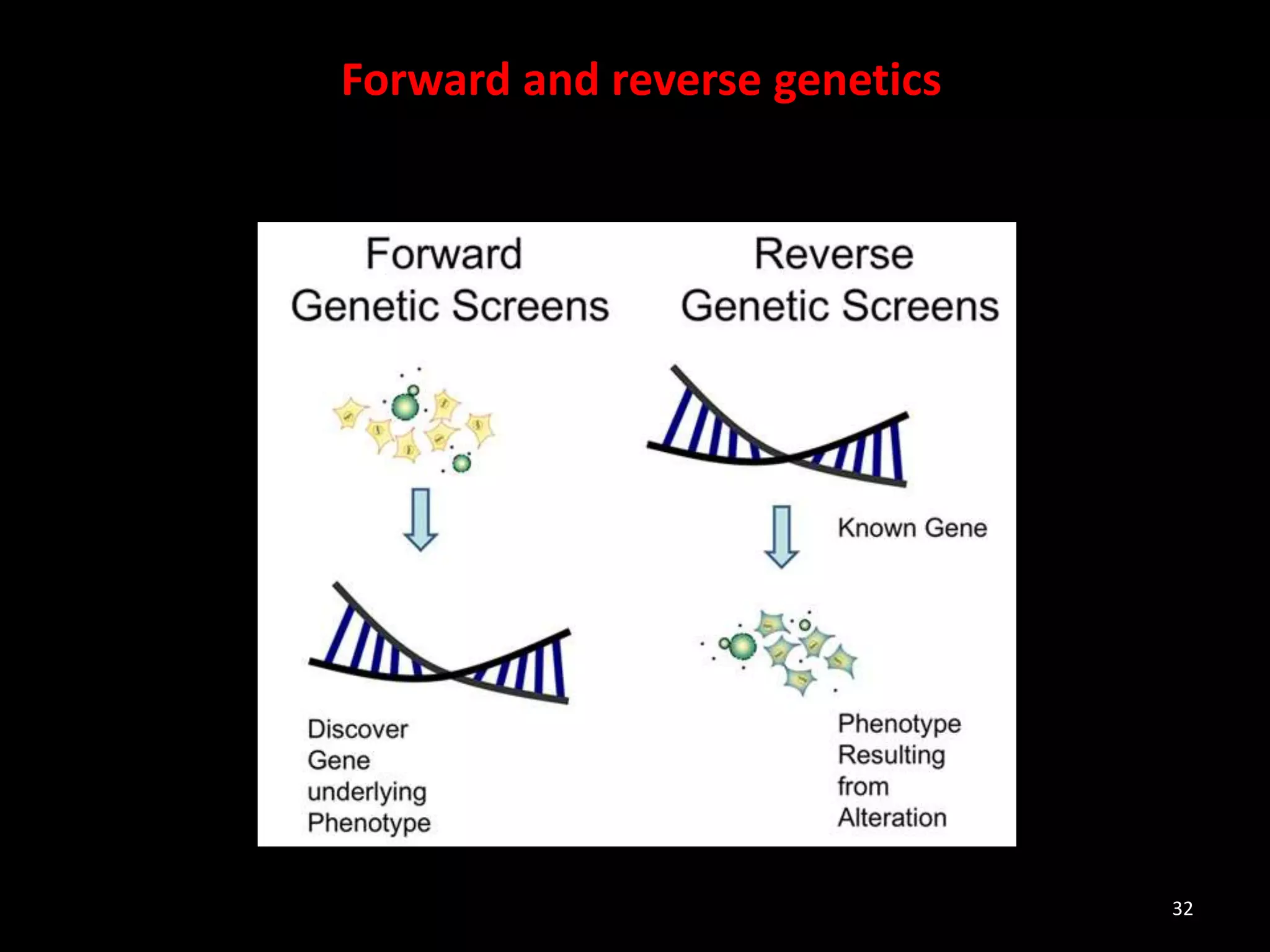32
Forward and reverse genetics
 