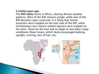 5 million years ago
The Rift Valley forms in Africa, altering African weather
patterns. West of the Rift remains jungle, while east of the
Rift becomes open savannah. It is likely that human
ancestors were trapped on the east side of the Rift, while
chimpanzees (our closest related species) were trapped on
the west. Those on the east had to adapt to new open range
conditions (fewer trees), which likely encouraged walking
upright, running, loss of hair, etc.
 