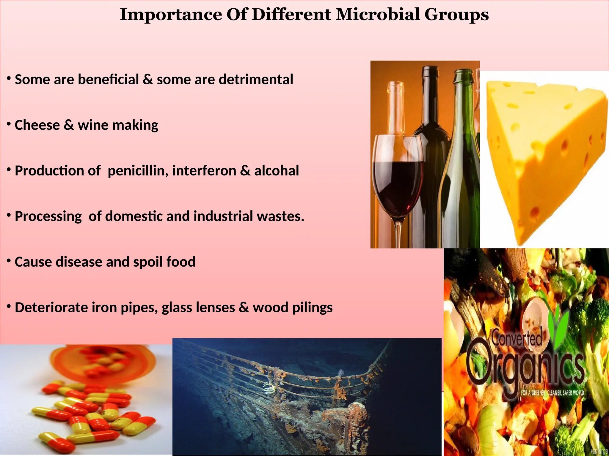 Importance Of Different Microbial Groups
• Some are beneficial & some are detrimental
• Cheese & wine making
• Production of penicillin, interferon & alcohal
• Processing of domestic and industrial wastes.
• Cause disease and spoil food
• Deteriorate iron pipes, glass lenses & wood pilings
 