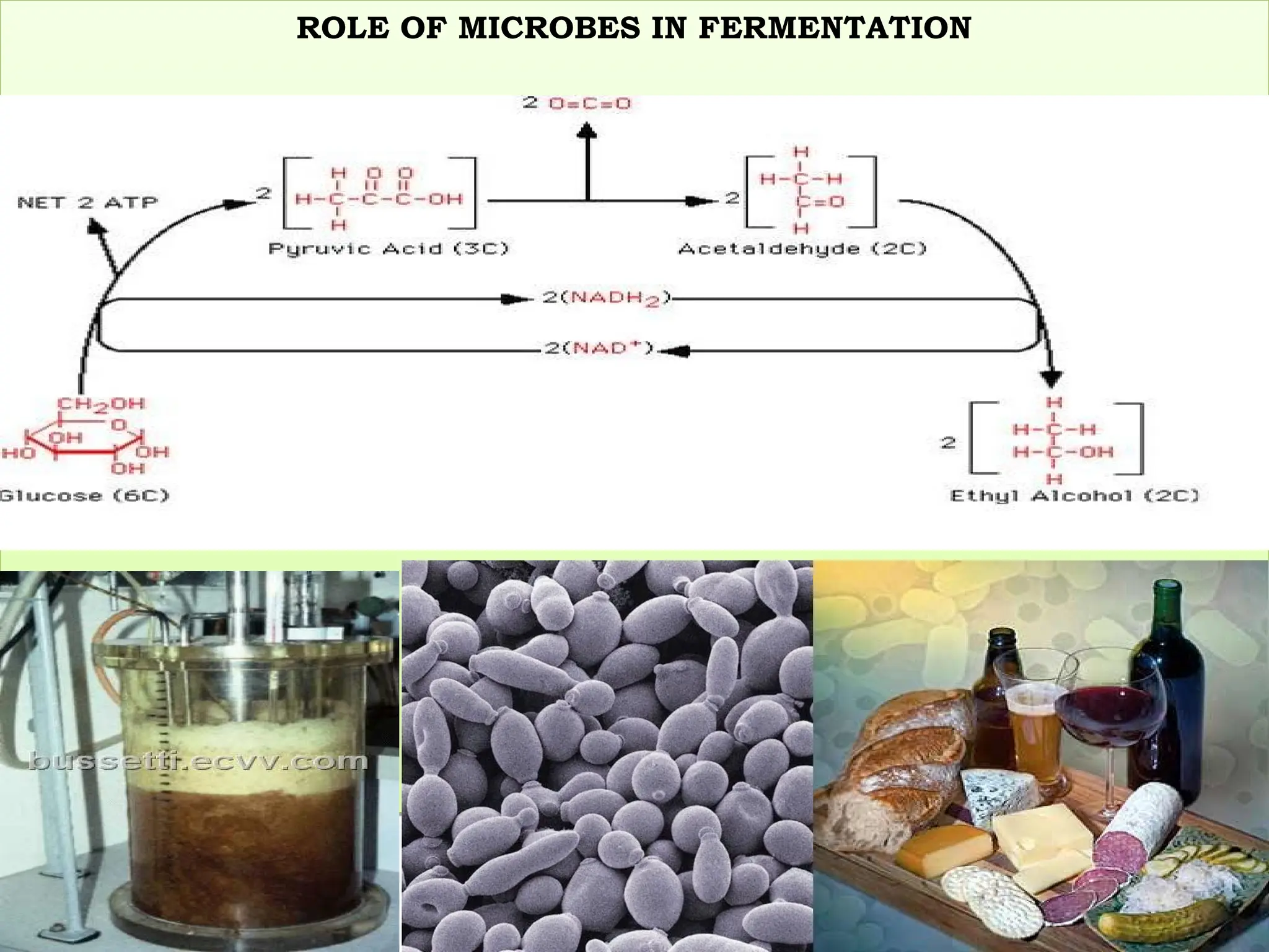 ROLE OF MICROBES IN FERMENTATION
 