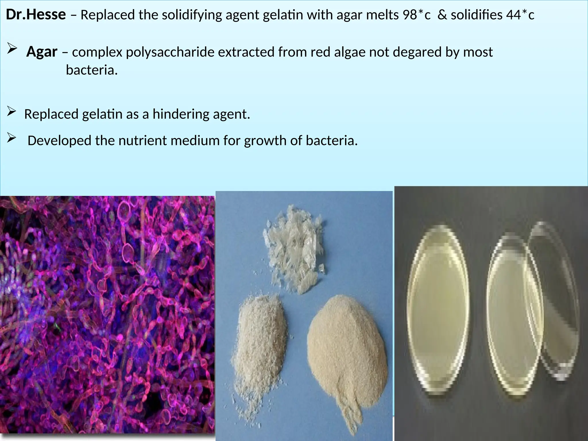 Dr.Hesse – Replaced the solidifying agent gelatin with agar melts 98*c & solidifies 44*c
 Agar – complex polysaccharide extracted from red algae not degared by most
bacteria.
 Replaced gelatin as a hindering agent.
 Developed the nutrient medium for growth of bacteria.
 