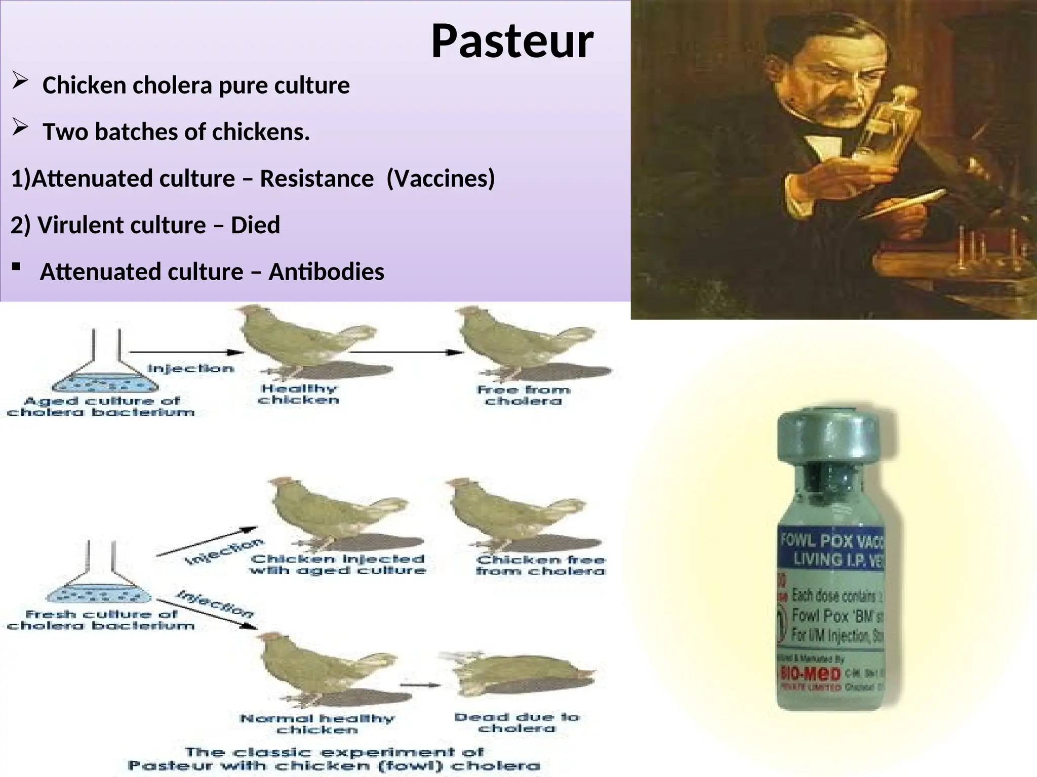 Pasteur
 Chicken cholera pure culture
 Two batches of chickens.
1)Attenuated culture – Resistance (Vaccines)
2) Virulent culture – Died
 Attenuated culture – Antibodies
 
