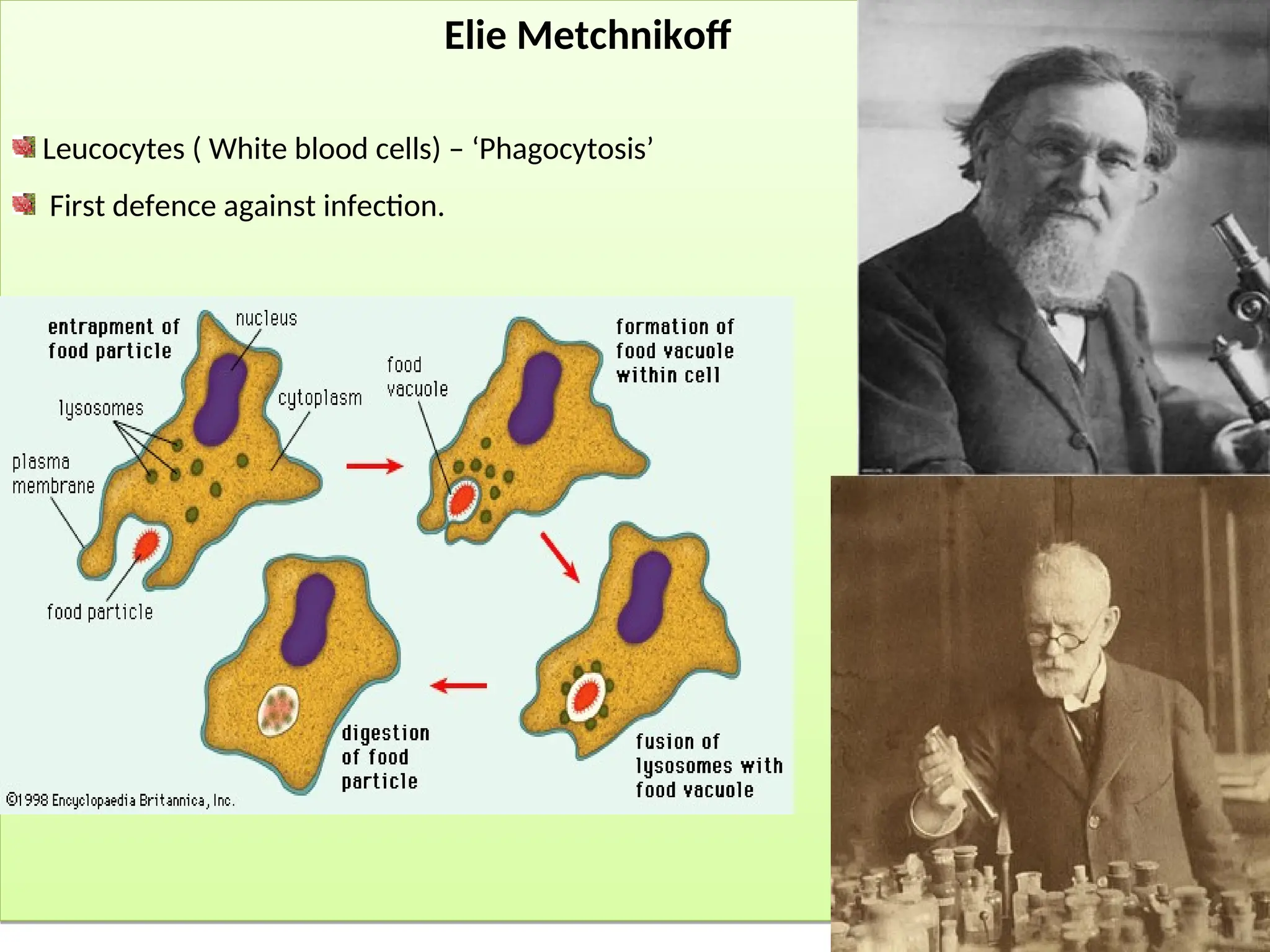Elie Metchnikoff
Leucocytes ( White blood cells) – ‘Phagocytosis’
First defence against infection.
Paul Ehrlich – Chemotherapeutic substance.
 