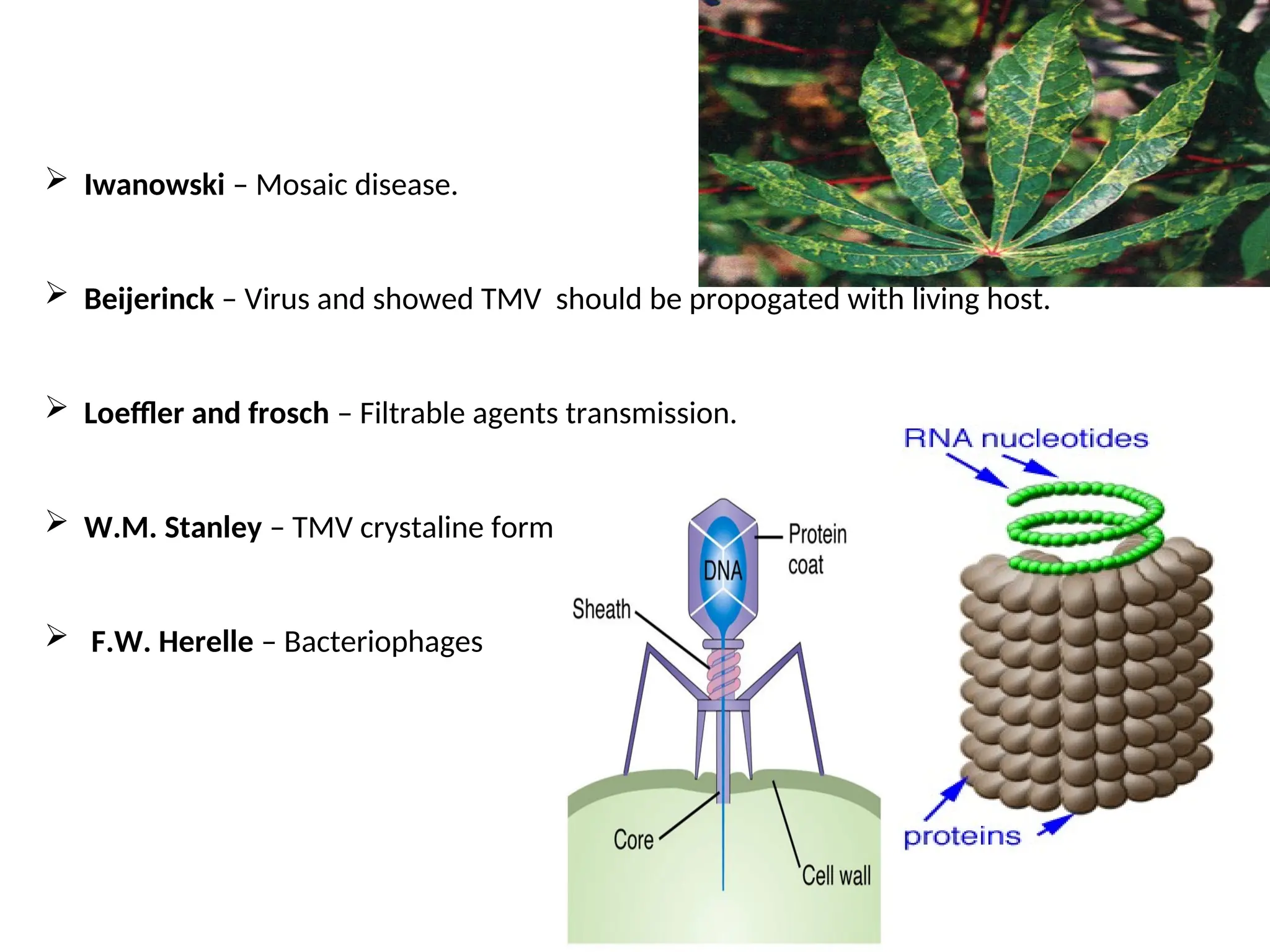  Iwanowski – Mosaic disease.
 Beijerinck – Virus and showed TMV should be propogated with living host.
 Loeffler and frosch – Filtrable agents transmission.
 W.M. Stanley – TMV crystaline form
 F.W. Herelle – Bacteriophages
 