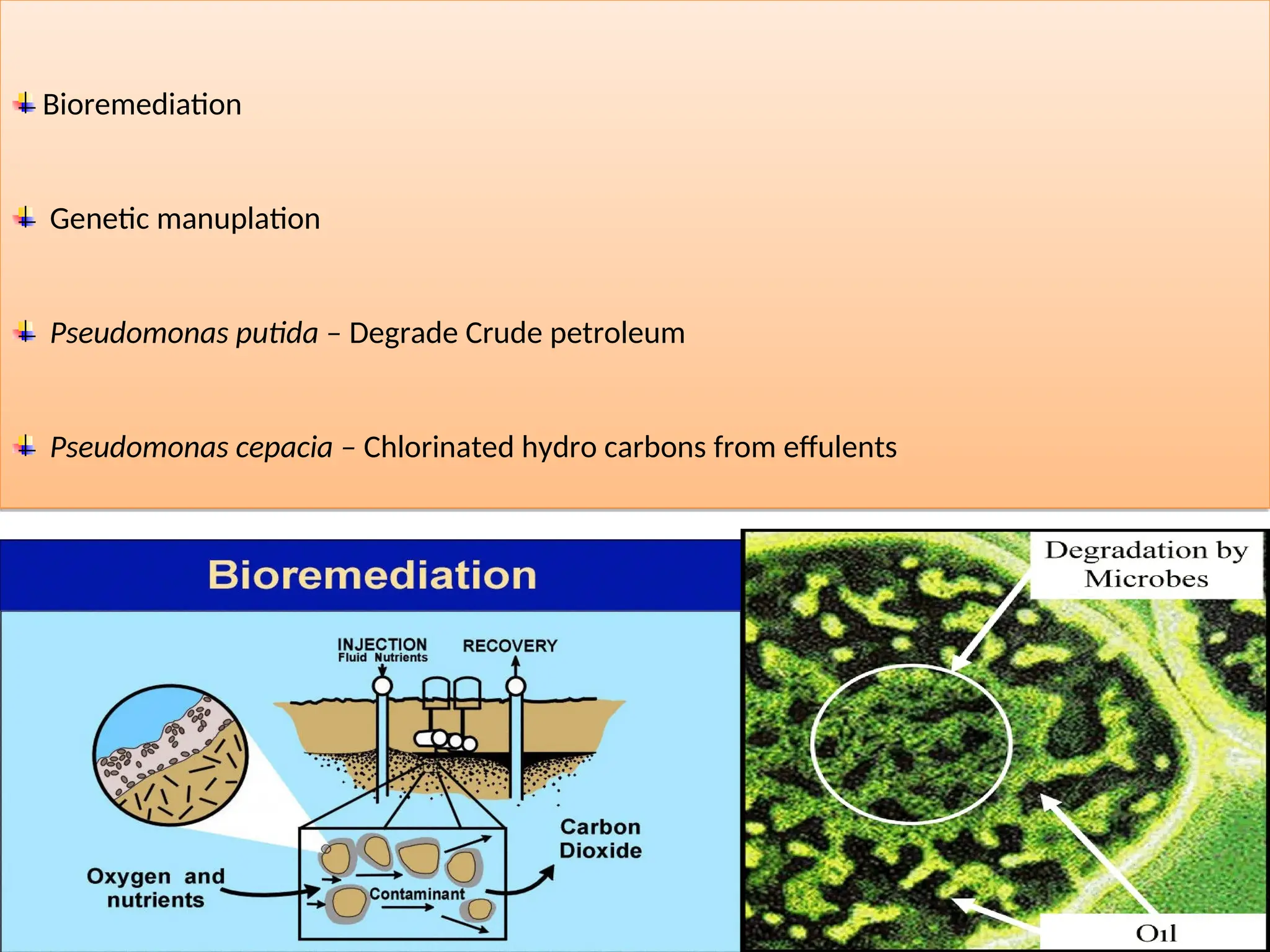Bioremediation
Genetic manuplation
Pseudomonas putida – Degrade Crude petroleum
Pseudomonas cepacia – Chlorinated hydro carbons from effulents
 