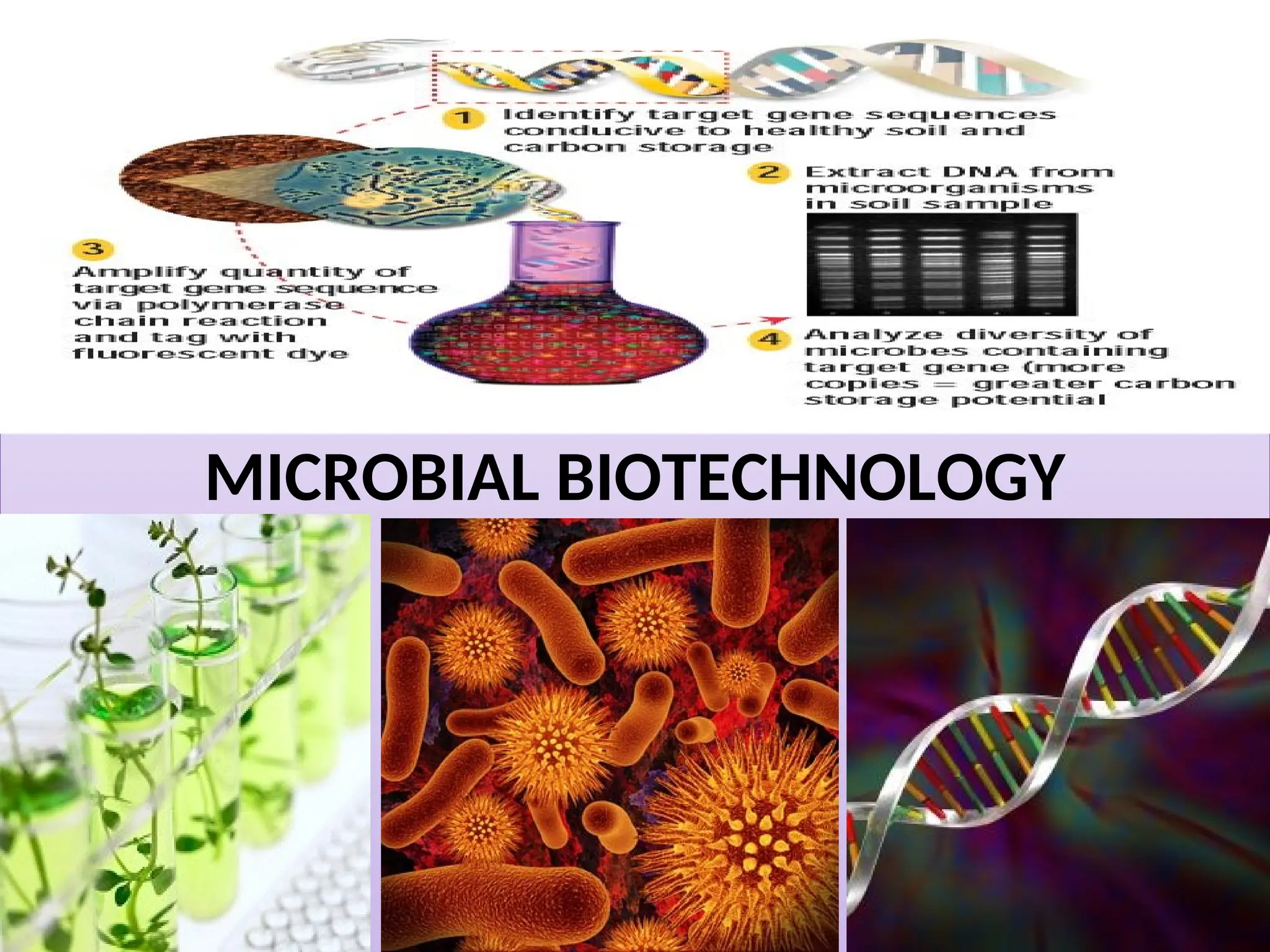 MICROBIAL BIOTECHNOLOGY
 