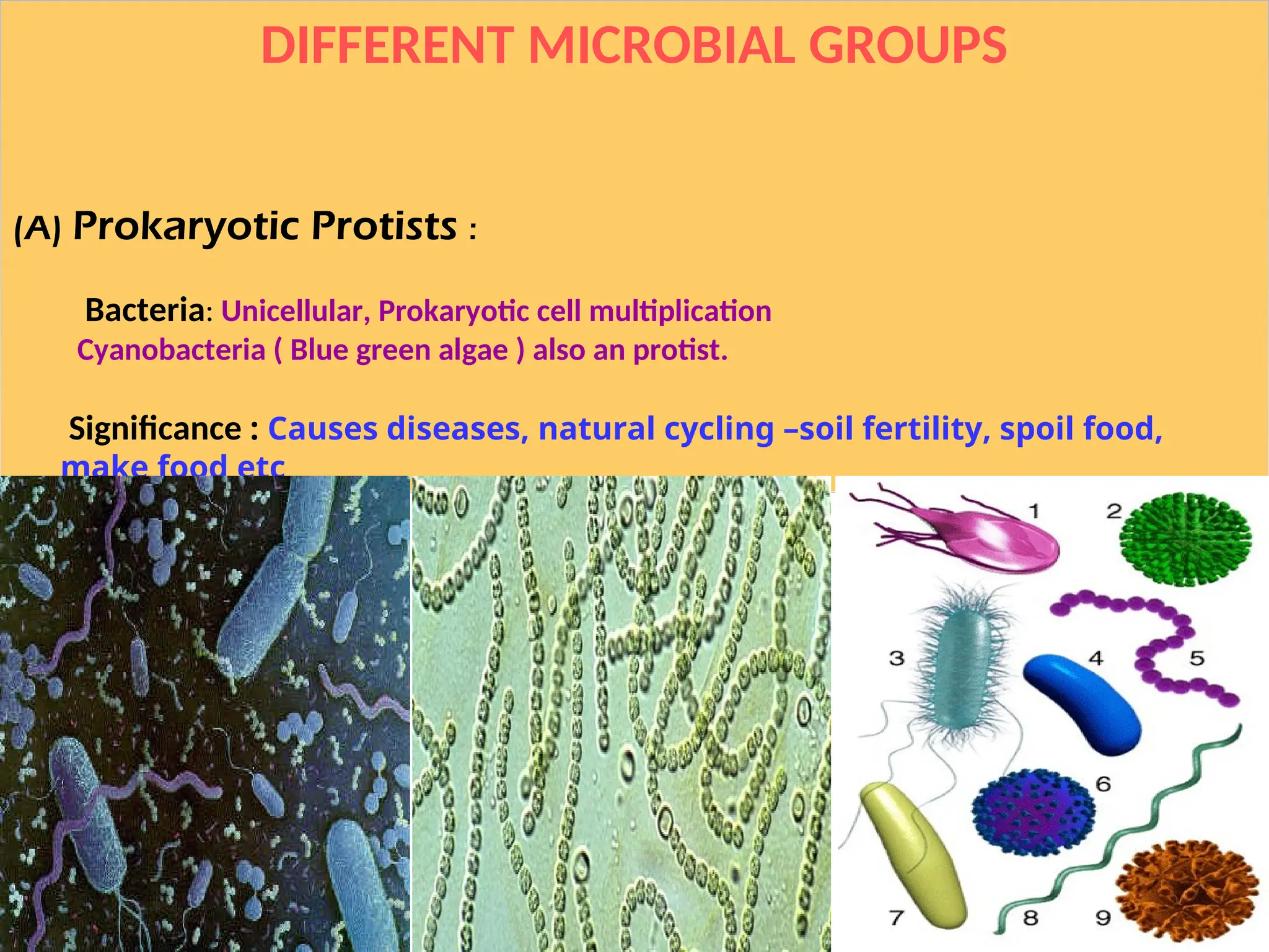 DIFFERENT MICROBIAL GROUPS
(A) Prokaryotic Protists :
Bacteria: Unicellular, Prokaryotic cell multiplication
Cyanobacteria ( Blue green algae ) also an protist.
Significance : Causes diseases, natural cycling –soil fertility, spoil food,
make food etc
 