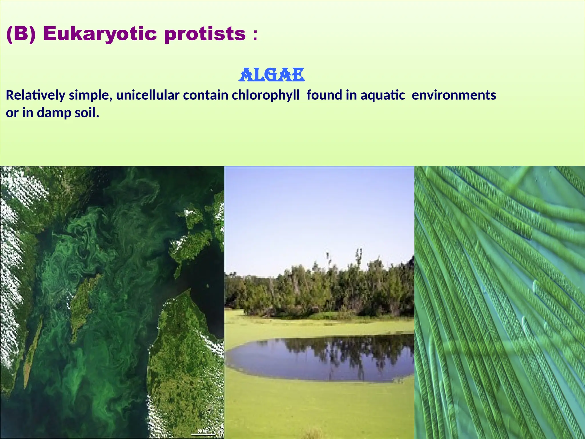 (B) Eukaryotic protists :
Algae
Relatively simple, unicellular contain chlorophyll found in aquatic environments
or in damp soil.
 