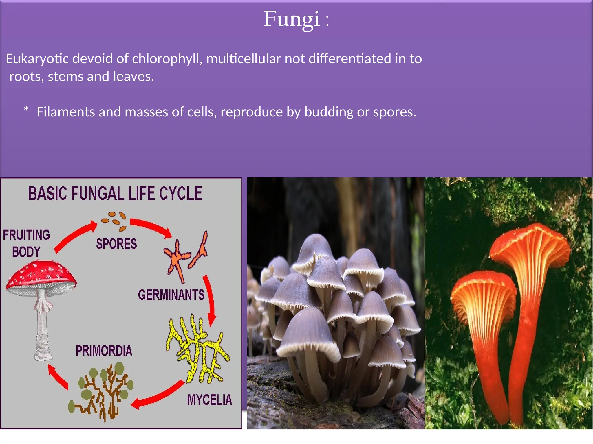 Fungi :
Eukaryotic devoid of chlorophyll, multicellular not differentiated in to
roots, stems and leaves.
* Filaments and masses of cells, reproduce by budding or spores.
 