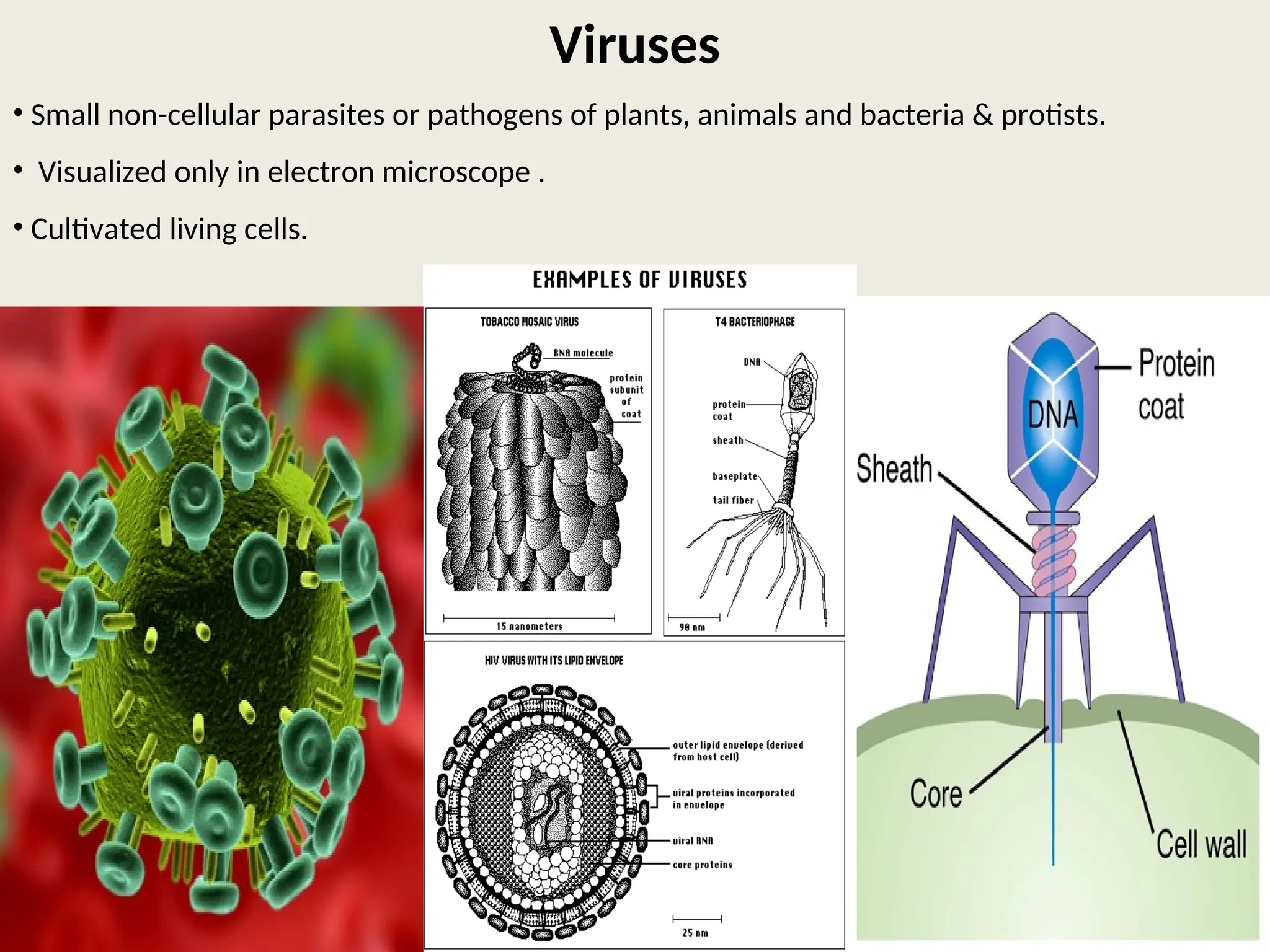 Viruses
• Small non-cellular parasites or pathogens of plants, animals and bacteria & protists.
• Visualized only in electron microscope .
• Cultivated living cells.
 
