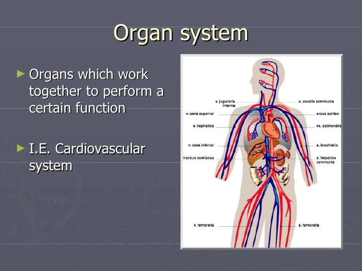 History Of Anatomy