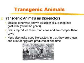 z Transgenic Animals as Bioreactors
• Biosteel otherwise known as spider silk, cloned into
goat milk (“silkmilk” goats)
• ...