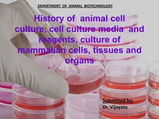 DEPARTMENT OF ANIMAL BIOTECHNOLOGY


     History of animal cell
culture, cell culture media and
      reagents, culture of
 mammalian cells, tissues and
             organs



                                  Submitted by:
                                  Dr. Vijayata
 