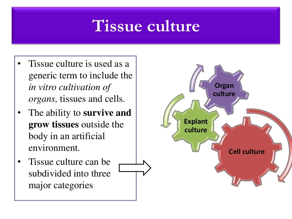 History of animal cell culture, cell final