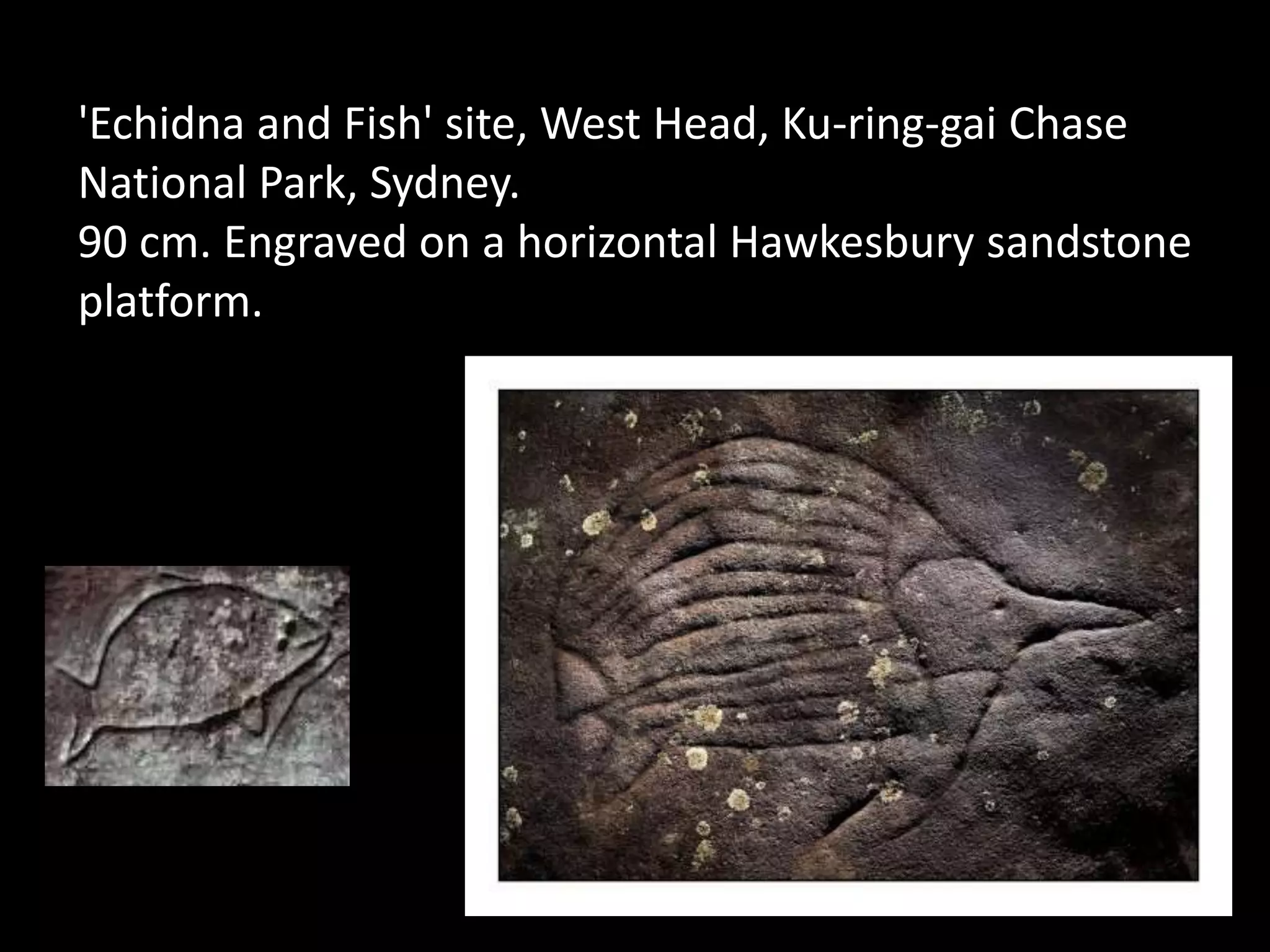 'Echidna and Fish' site, West Head, Ku-ring-gai Chase National Park, Sydney. 90 cm. Engraved on a horizontal Hawkesbury sandstone platform.