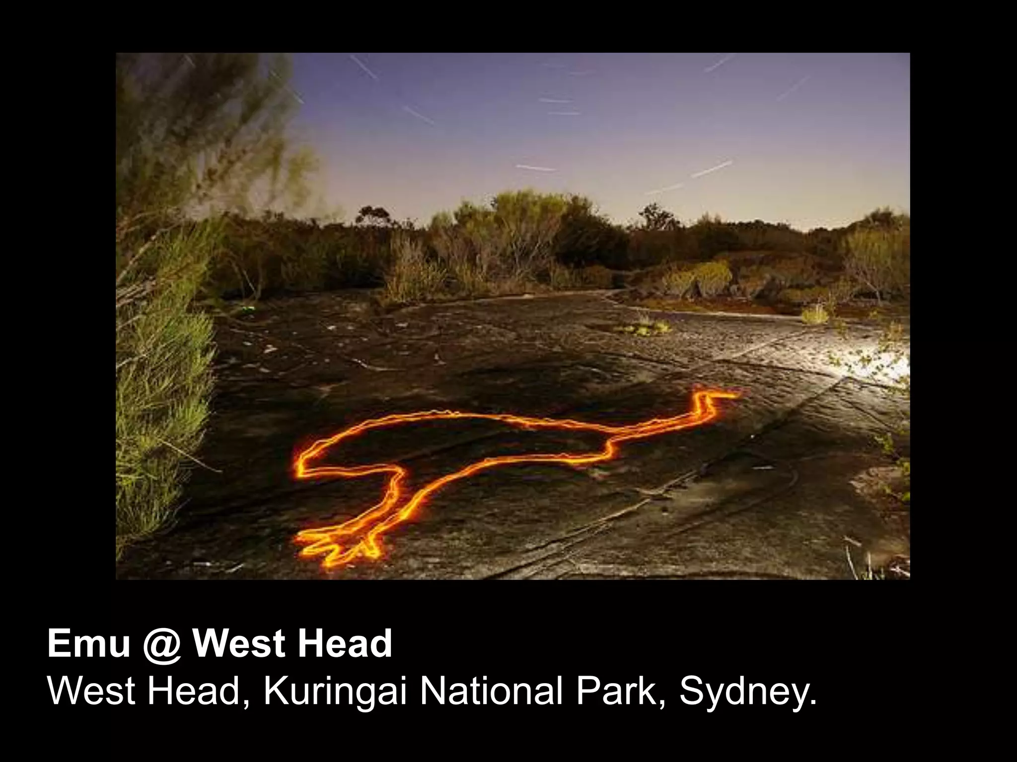 Emu @ West HeadWest Head, Kuringai National Park, Sydney.