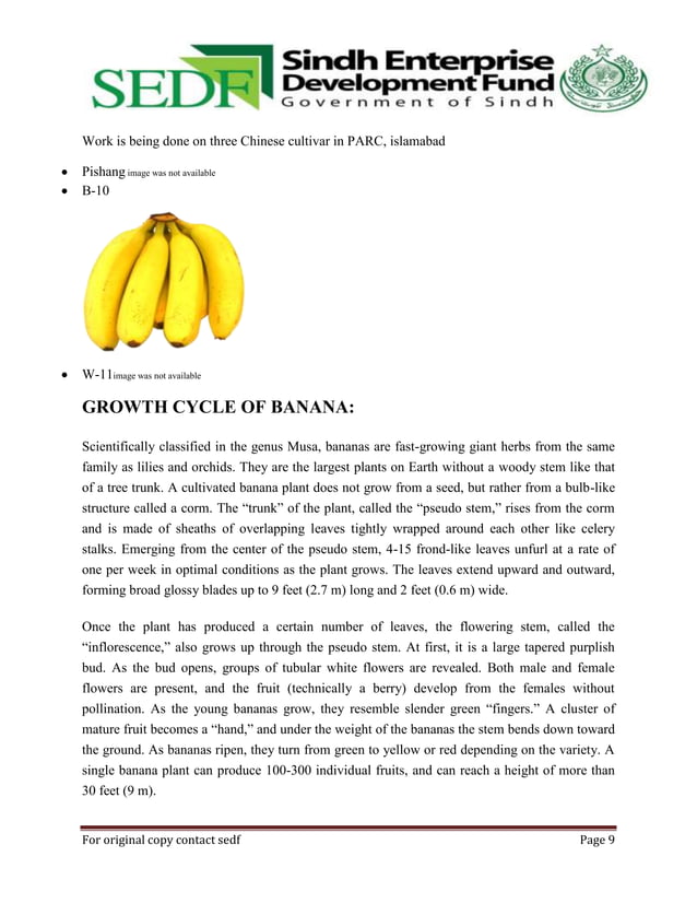 technical guide book of banana,sedf